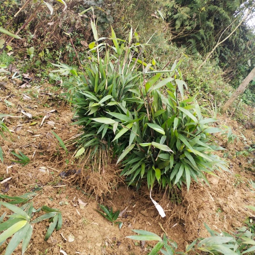 筠连县 方竹苗