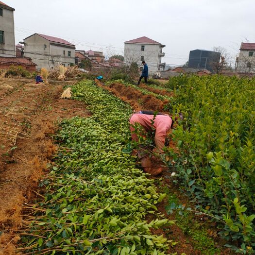 丰城市油茶苗