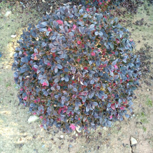 南靖县木本绣球 红续木球60--60