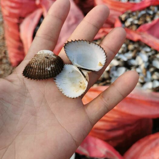 合浦县贝壳粉 干贝壳，毛蛤贝壳