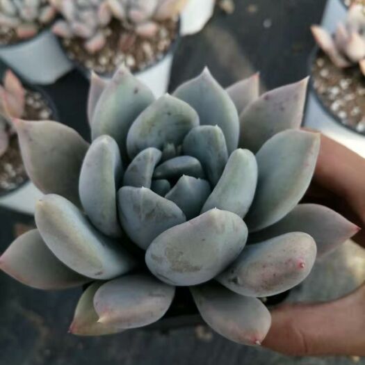 漳浦县 多肉植物