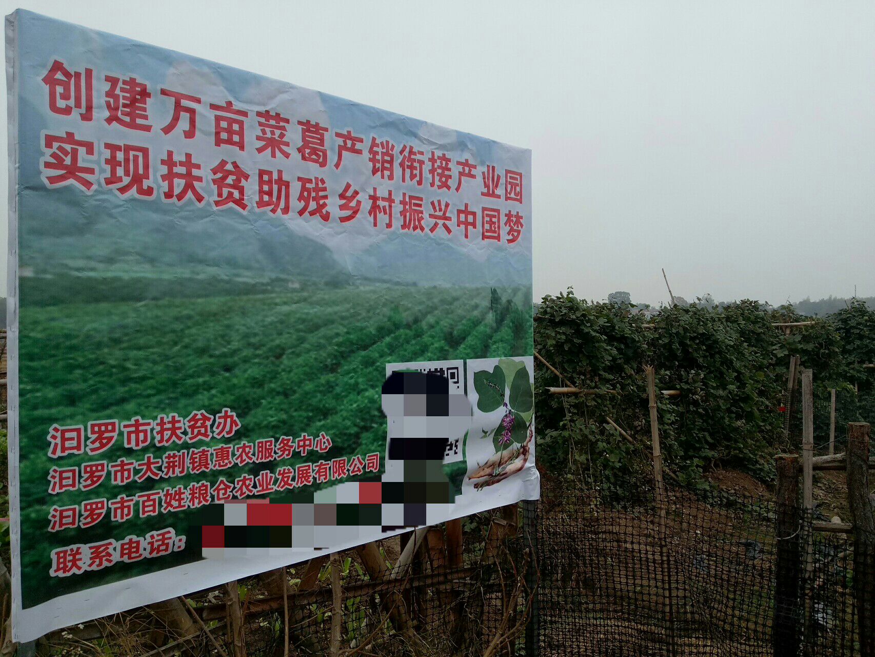 食用葛 菜葛一号种苗