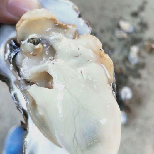 遂溪县湛江北潭生蚝，口感肥蚝：食过返寻味：