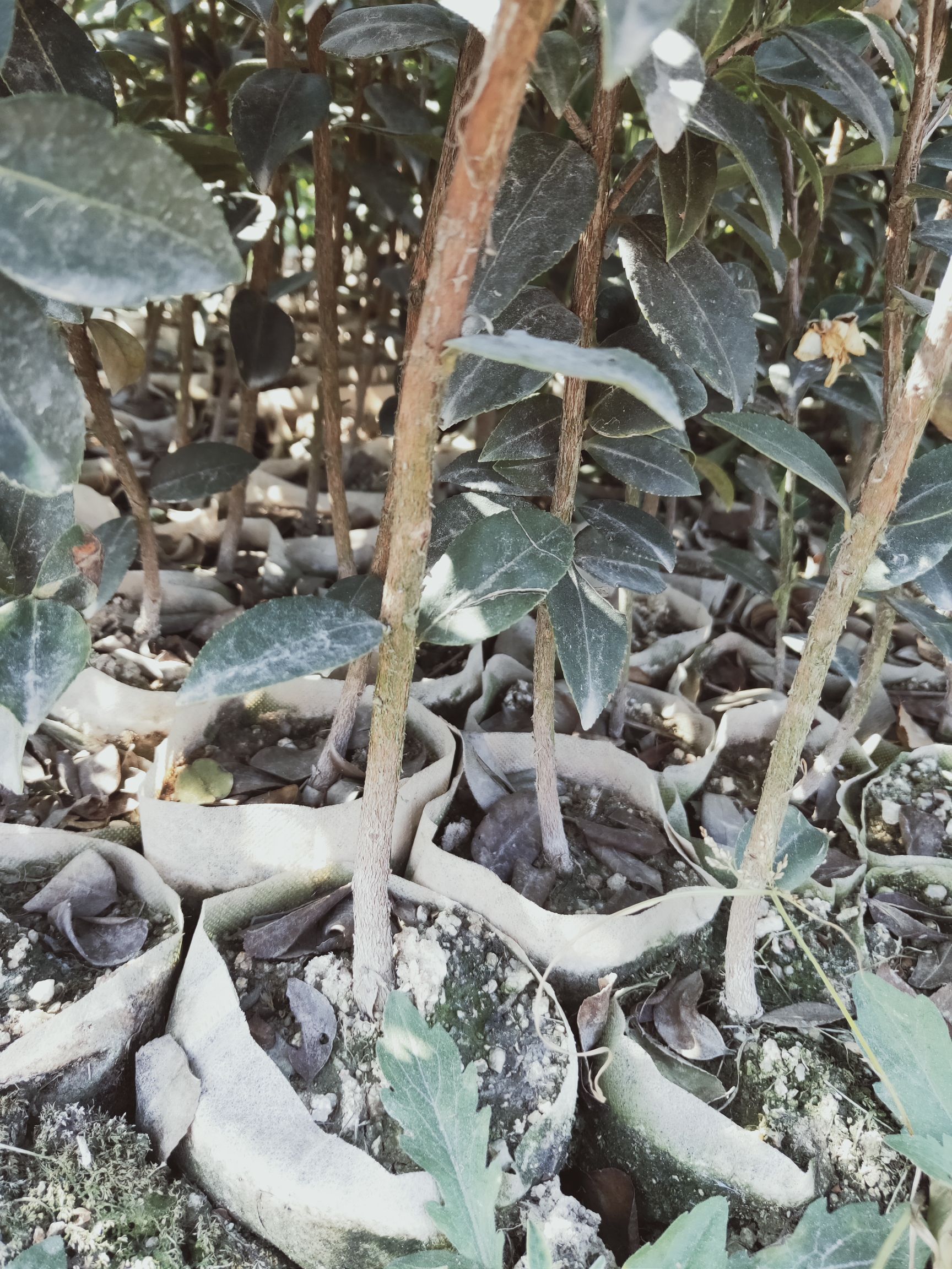 油茶树苗  嫁接油茶苗各品种大批量出售，欢迎选购