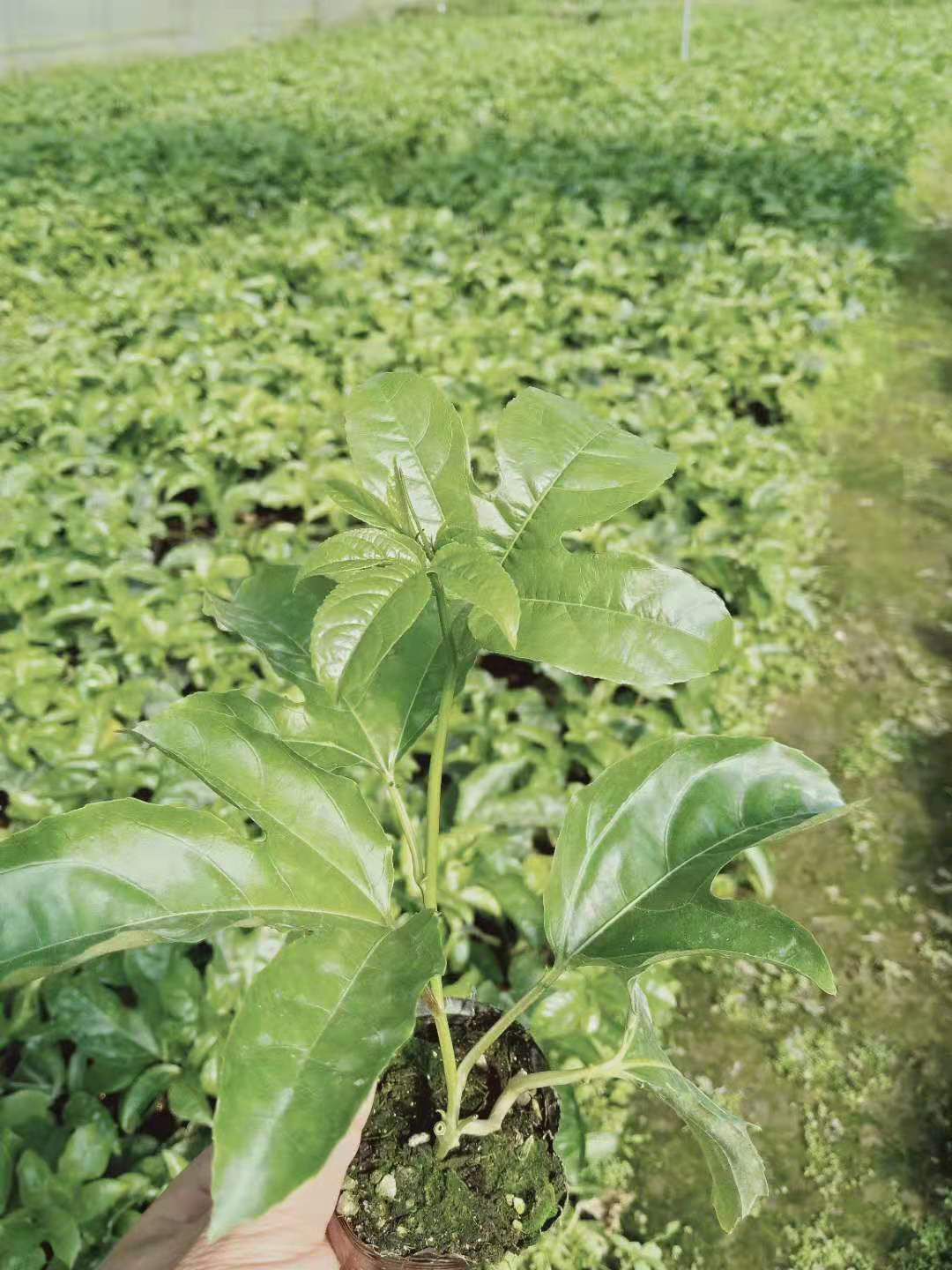  台农百香果苗