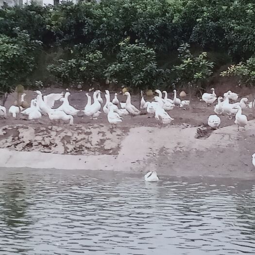 重庆市白鹅 6-8斤 统货 全散养