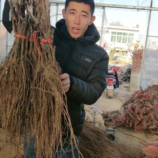 兴城市 保纯度保质量，成活率高，需要葡萄苗的联系我