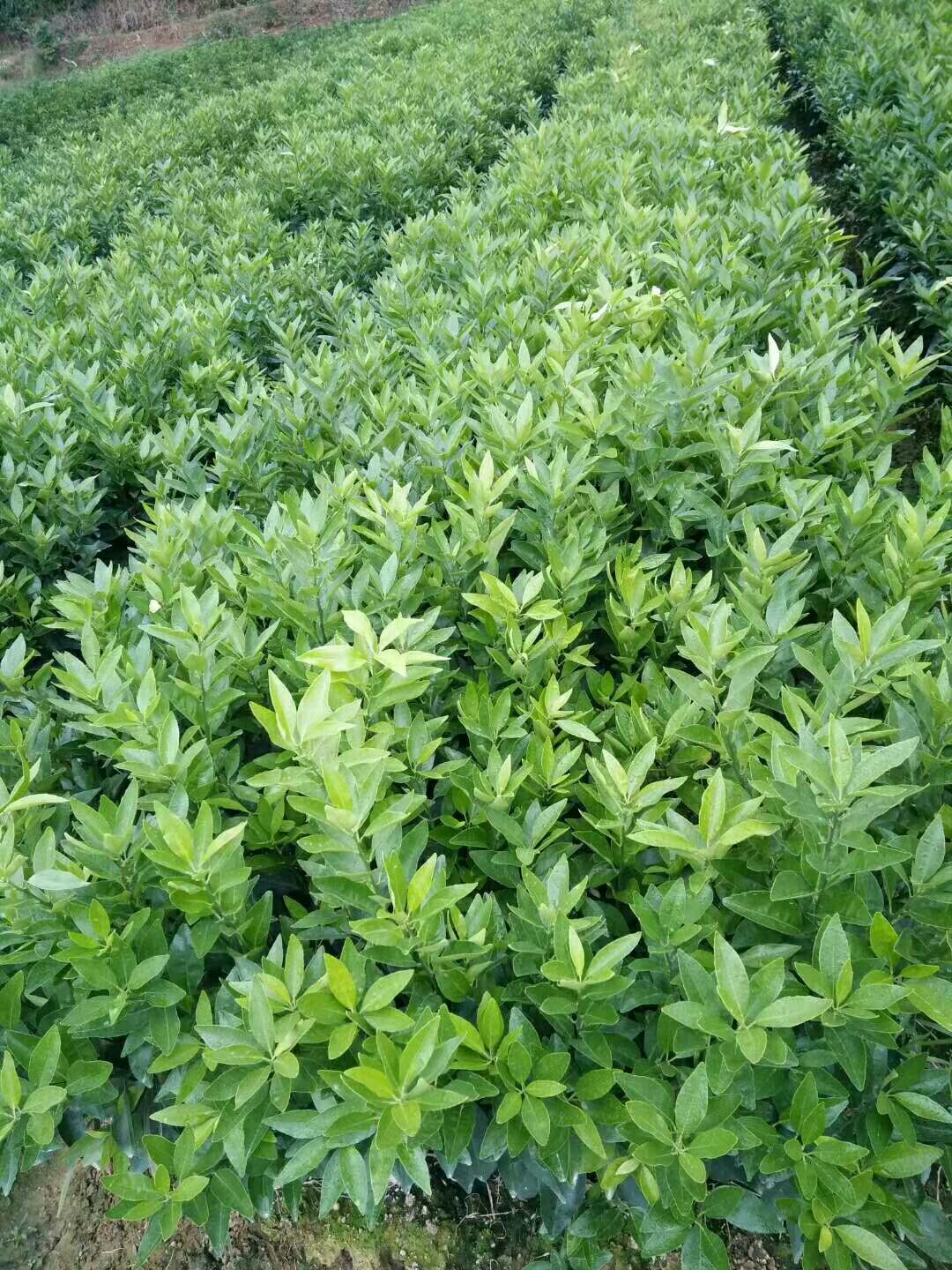 沃柑苗  不正包退，质量保证，包邮，24小时发货