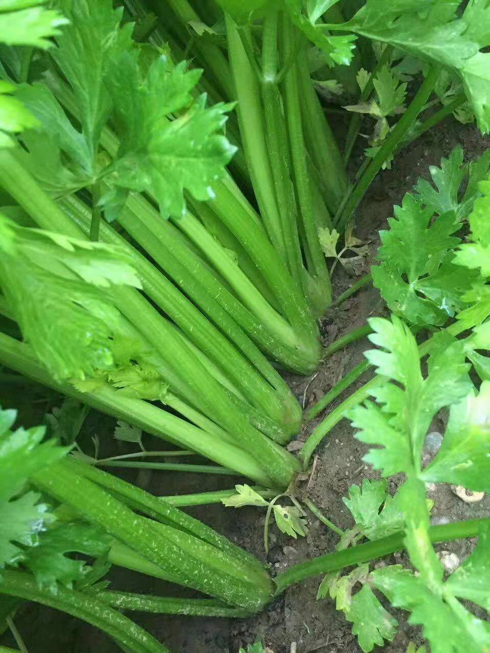  荷兰高产西芹种子 蔬菜种子 纤维少  高产抗病芹菜种子