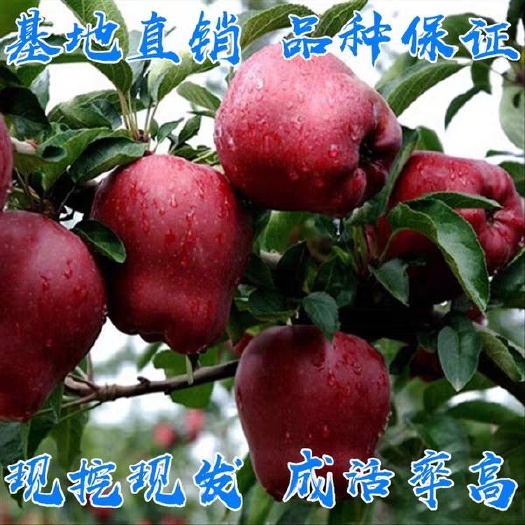 平邑县蛇果苹果苗 基地直销现挖现发包成活包品种产量高口感好量大从优