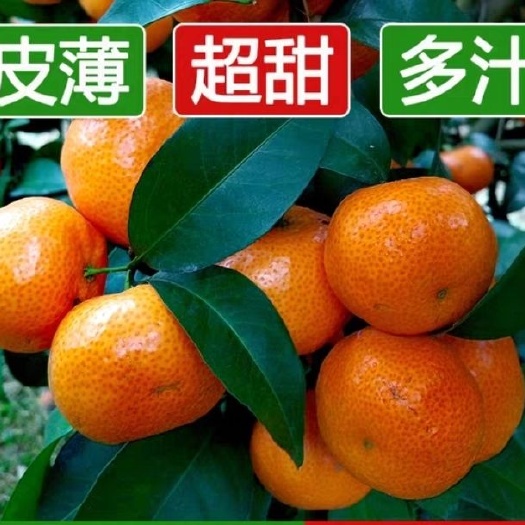 广州沙糖桔 砂糖桔