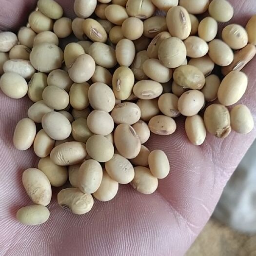 利津县荷豆12 精选过比重本地豆，出浆率高，东营豆