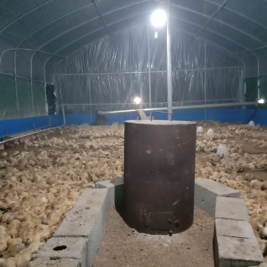 沭阳县黄羽高产蛋鸡苗 正宗的苏北小草鸡小细腿高产蛋，土鸡