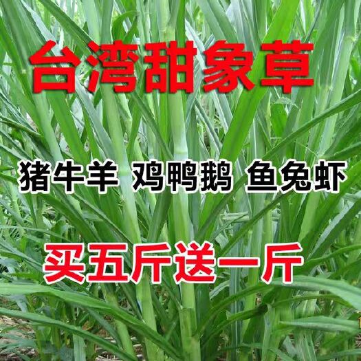 沭阳县 甜象草种子多年生四季种子牧草种籽养殖高产猪牛羊鸡兔饲料
