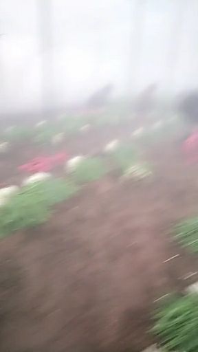  韭菜大掉价了