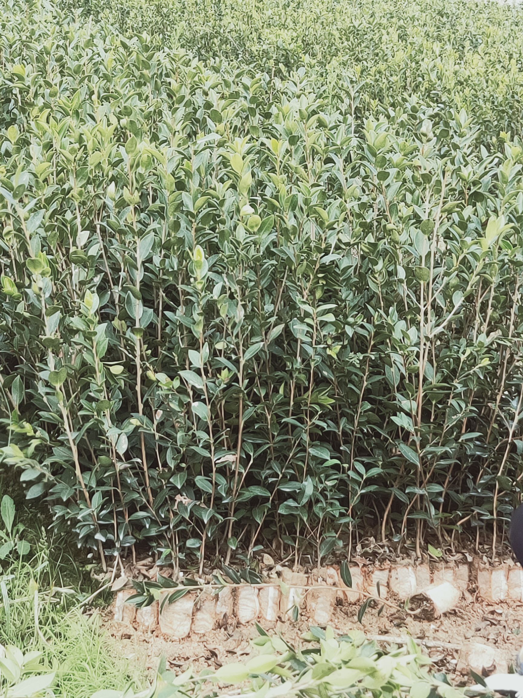 油茶树苗  嫁接油茶苗各品种大批量出售，欢迎选购