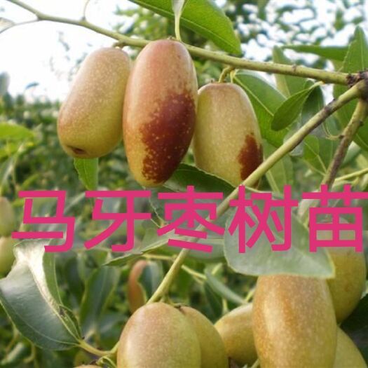 平邑县 马牙枣苗，基地直供，保证成活，死苗补发，8月下旬成熟