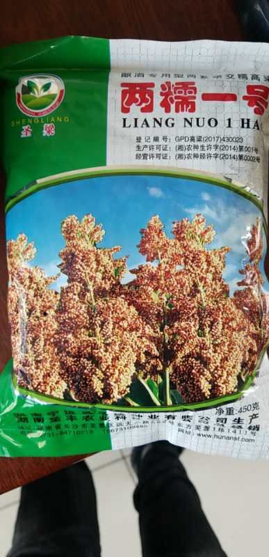 黄骅市 高粱种子