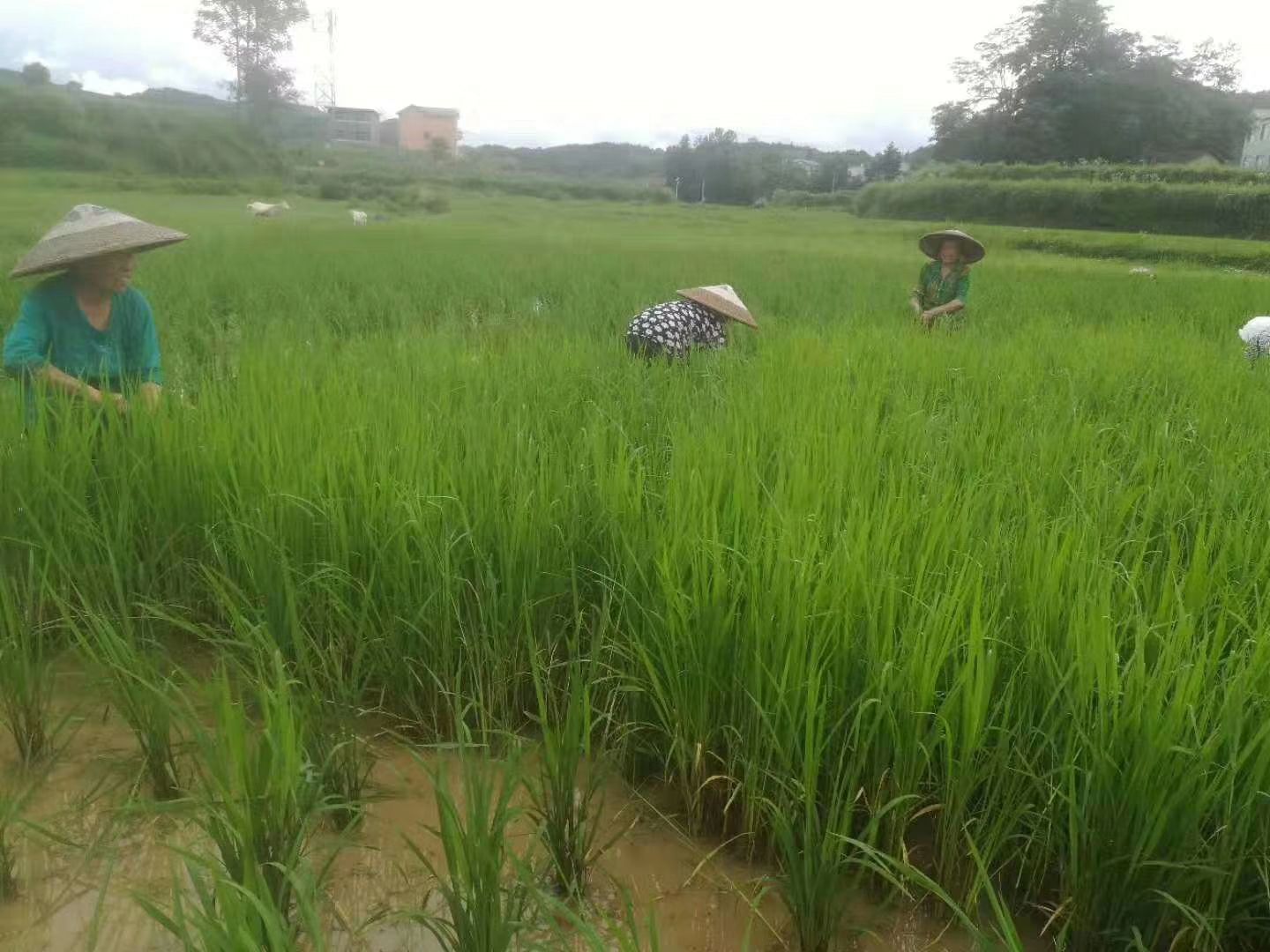  天然的大米，欢迎您的品尝，独特口感，忠于原味，绿色健康。