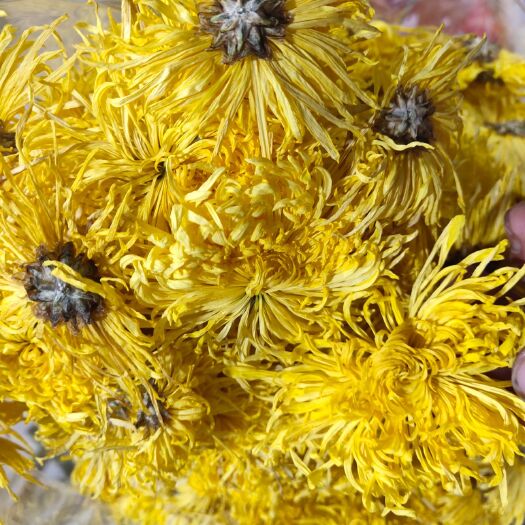 金丝皇菊花茶 精品金丝金丝皇菊去火消 炎厂家直销包邮
