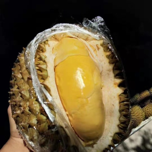 红河县 各级金枕头榴莲，干尧。灵活交易，薄利多销，量大从优