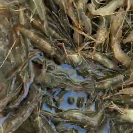 洮南市 吉林省白城市水库出售合作
