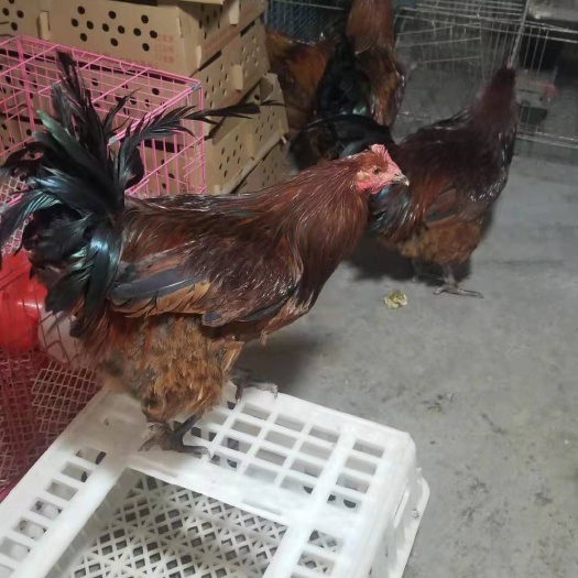 昆明云南武定土阉鸡苗，脱温阉鸡苗，苗好长势快，疫苗齐全