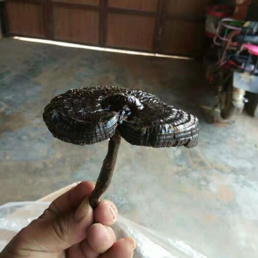 冠县   高腿黑灵芝