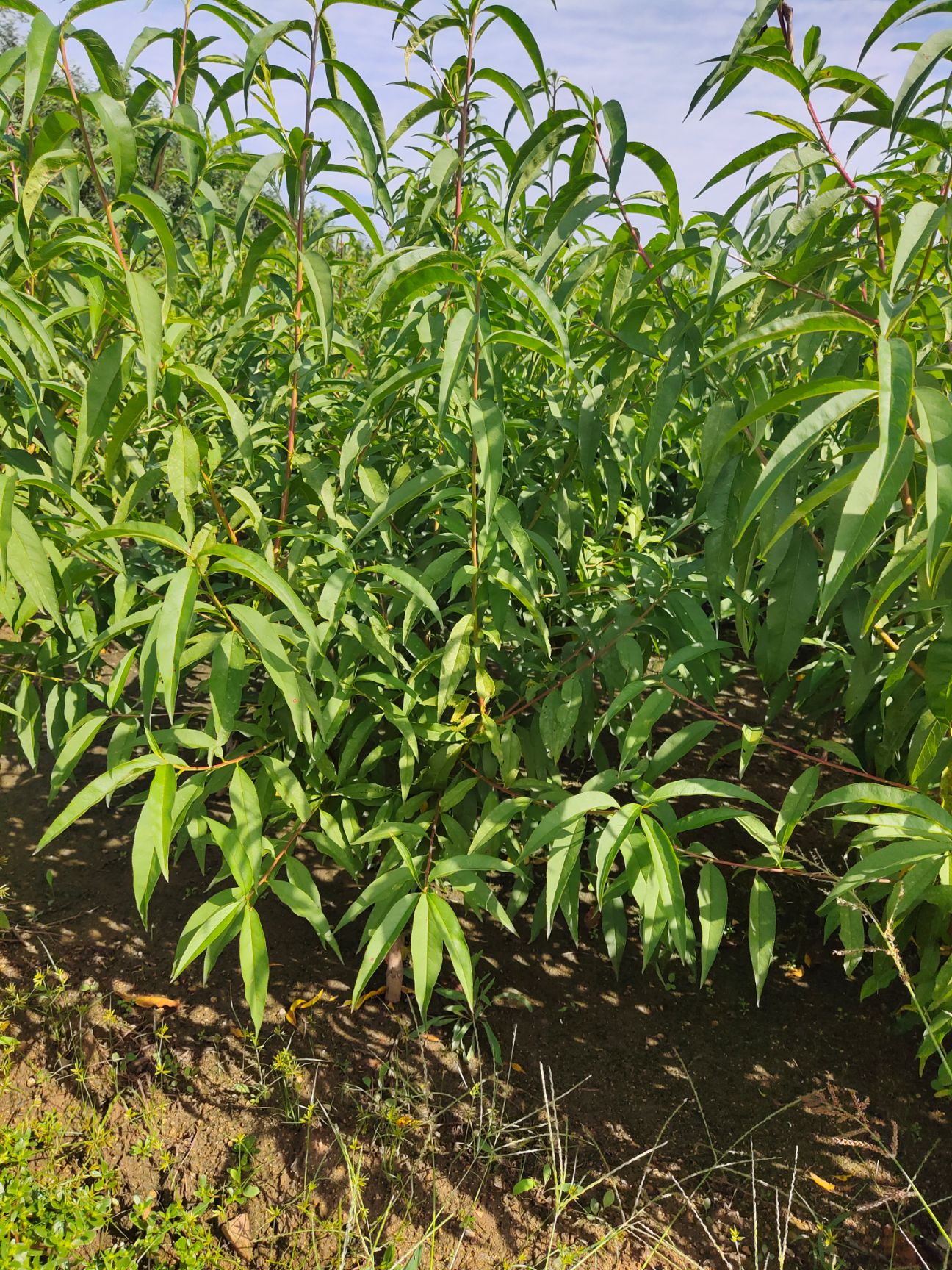 中油4号桃树苗  中油4号桃苗  早熟品种 个头大 口感脆
