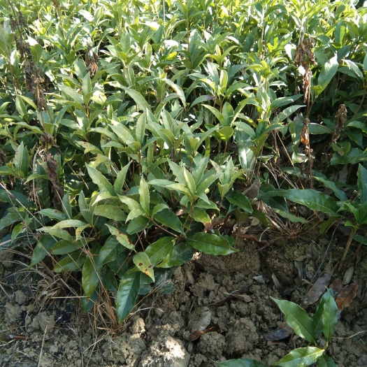 咸宁桂花树苗