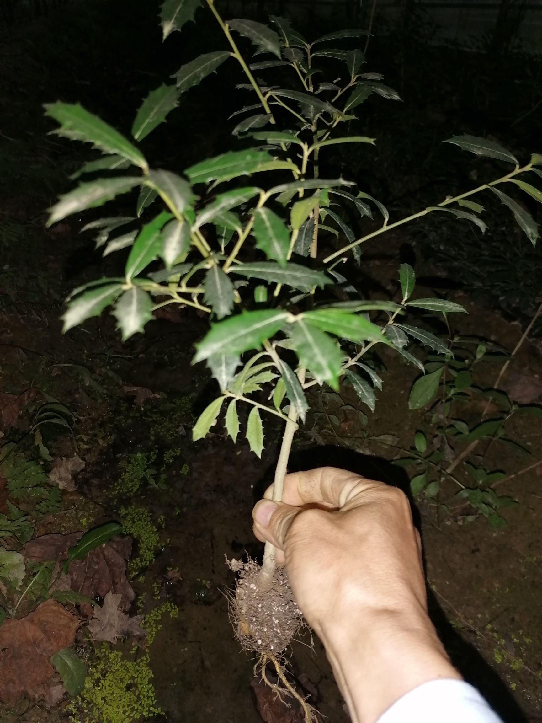 黄金构骨 黄金枸骨