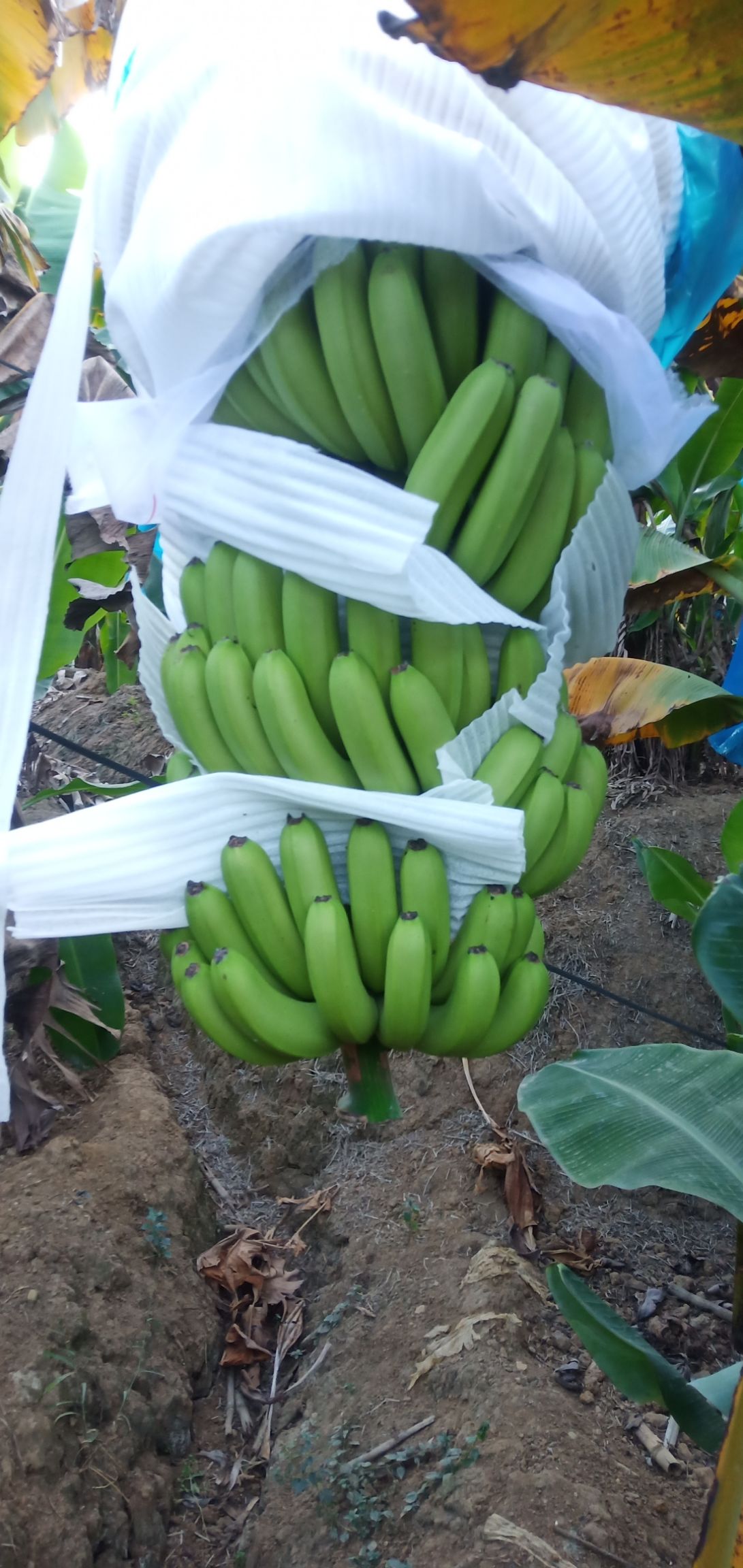 缅甸香蕉 寒货
