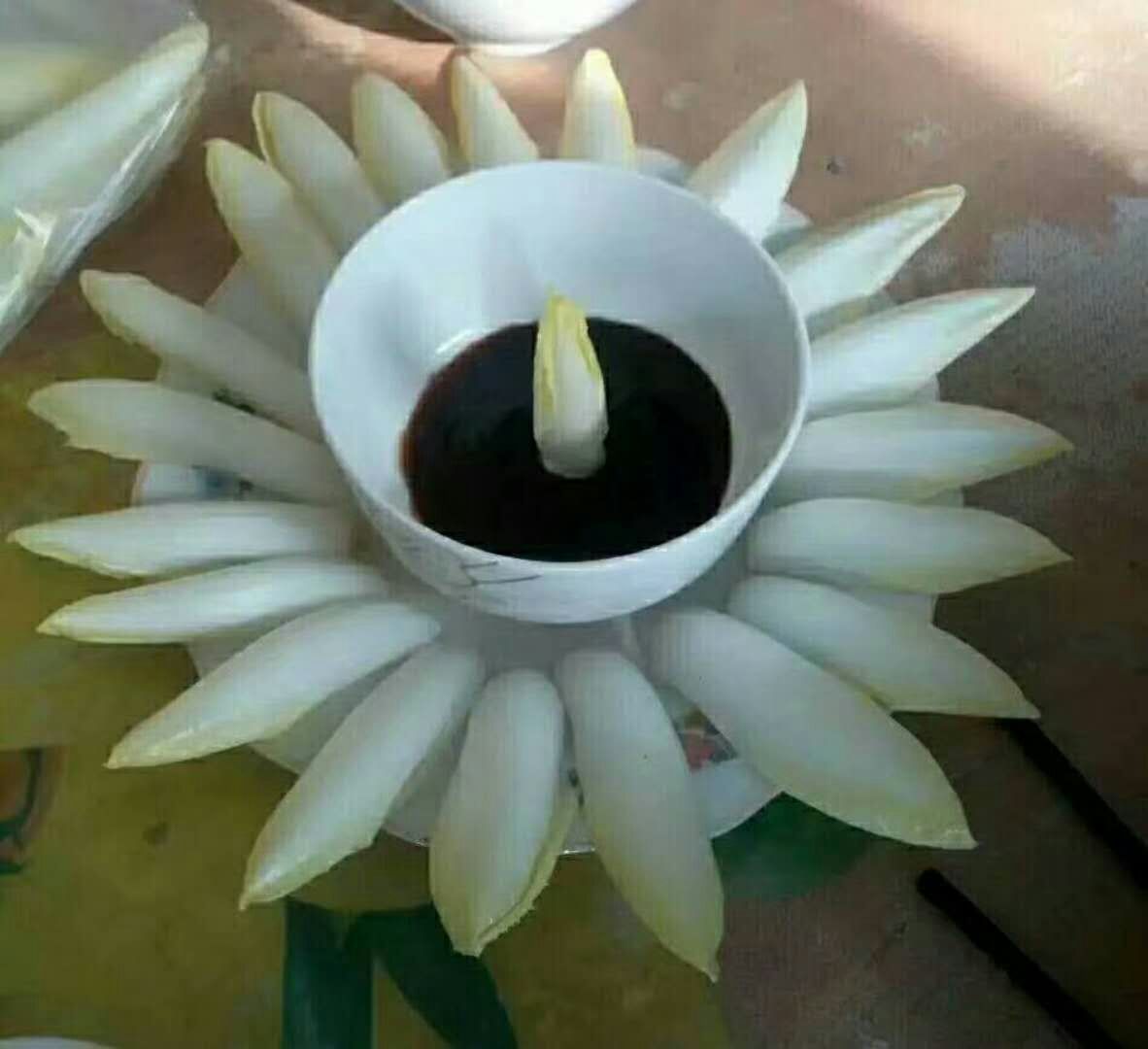 玉兰菜 芽球菊苣，金玉兰，山东基地直供