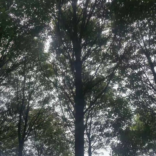 宜宾 香樟出自世界樟海