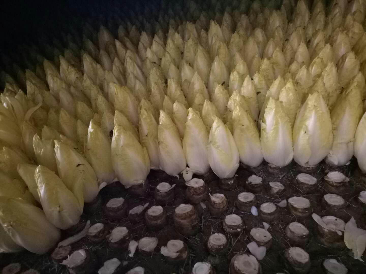 玉兰菜 芽球菊苣，金玉兰，山东基地直供
