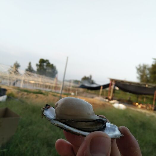 诏安县 漳州牡蛎