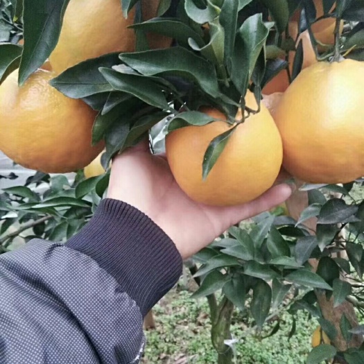 资中县皮薄多汁，个头大口感纯甜的耙耙柑