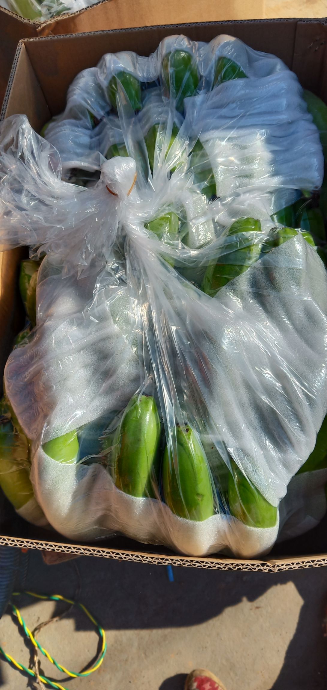 缅甸香蕉 寒货