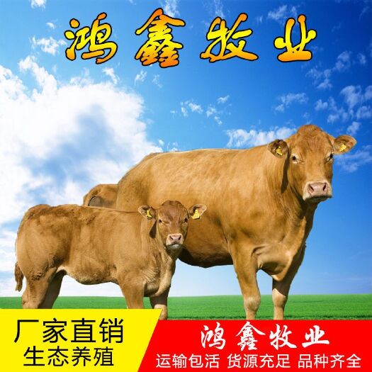 嘉祥县 黄牛犊活体肉牛苗鲁西黄牛种牛肉牛犊