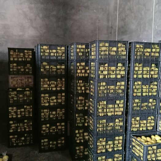 芷江县黄金贡柚  65起步  70起步  库存货  分级果子分级价