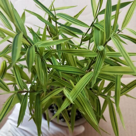 南靖县黄金竹 黄金姬竹   形状很漂亮