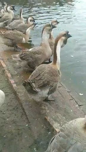 惠州 纯正纯种狮头鹅苗（大陆孵化直批狮头鹅 大白鲨鹅 大白鹅…）