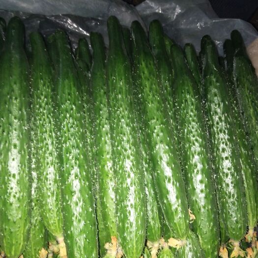 寿光市密刺黄瓜 各种蔬菜