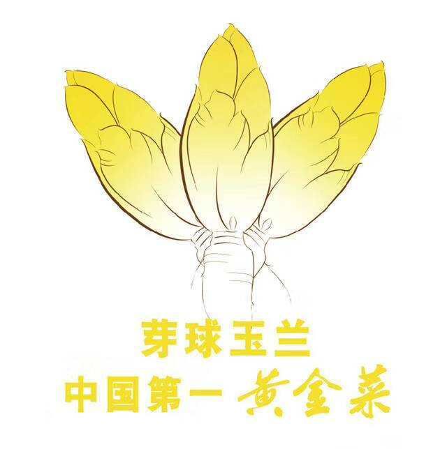 玉兰菜 芽球菊苣，金玉兰，山东基地直供