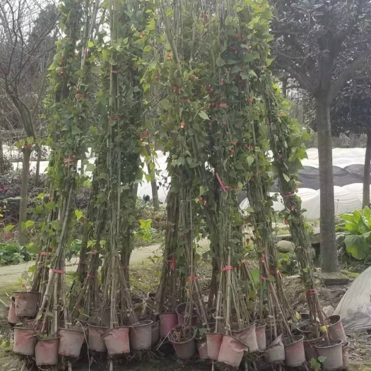 成都 灯笼花2米高，基地批发价