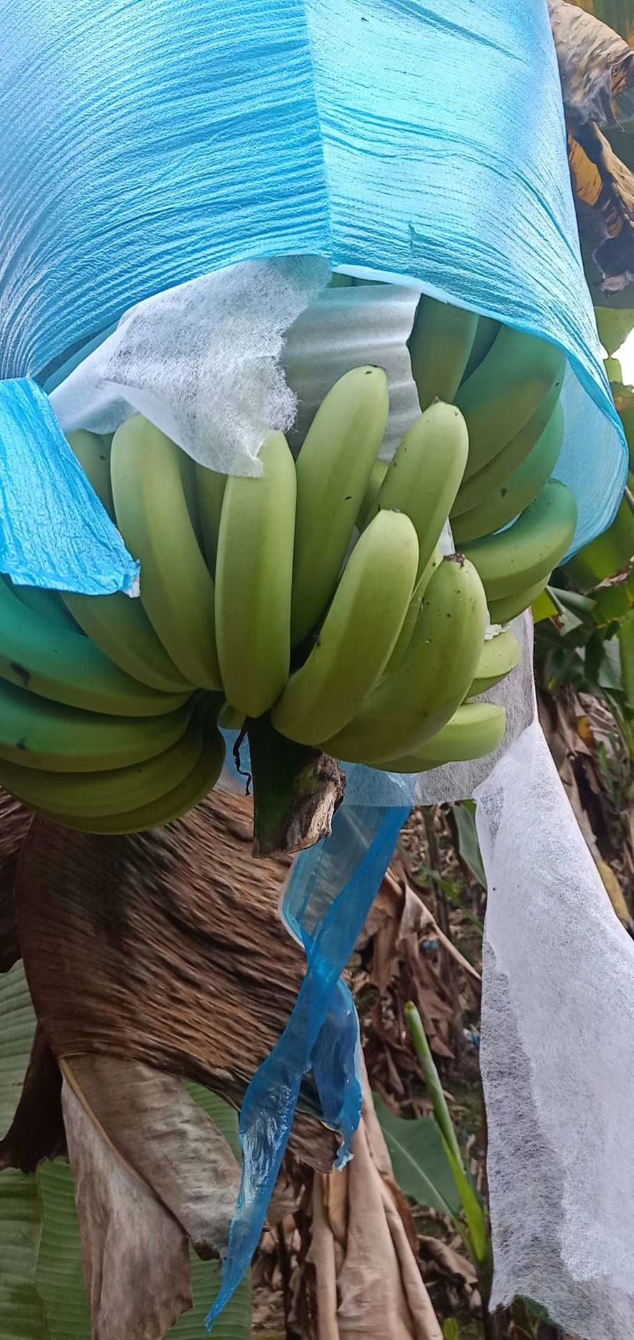 缅甸香蕉 寒货