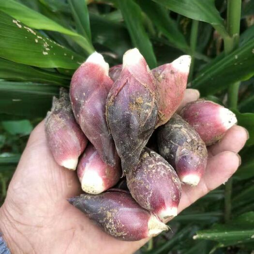 重庆市阳荷种苗  阳荷种根 阳荷种子蔬菜种阳荷笋种苗 阳藿姜根块阳