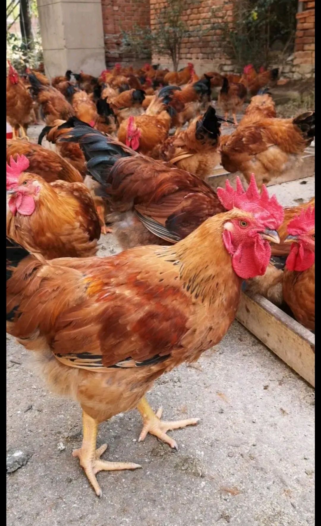  快大黄脚麻鸡苗 良风花鸡苗批发 大种芦花鸡苗供应