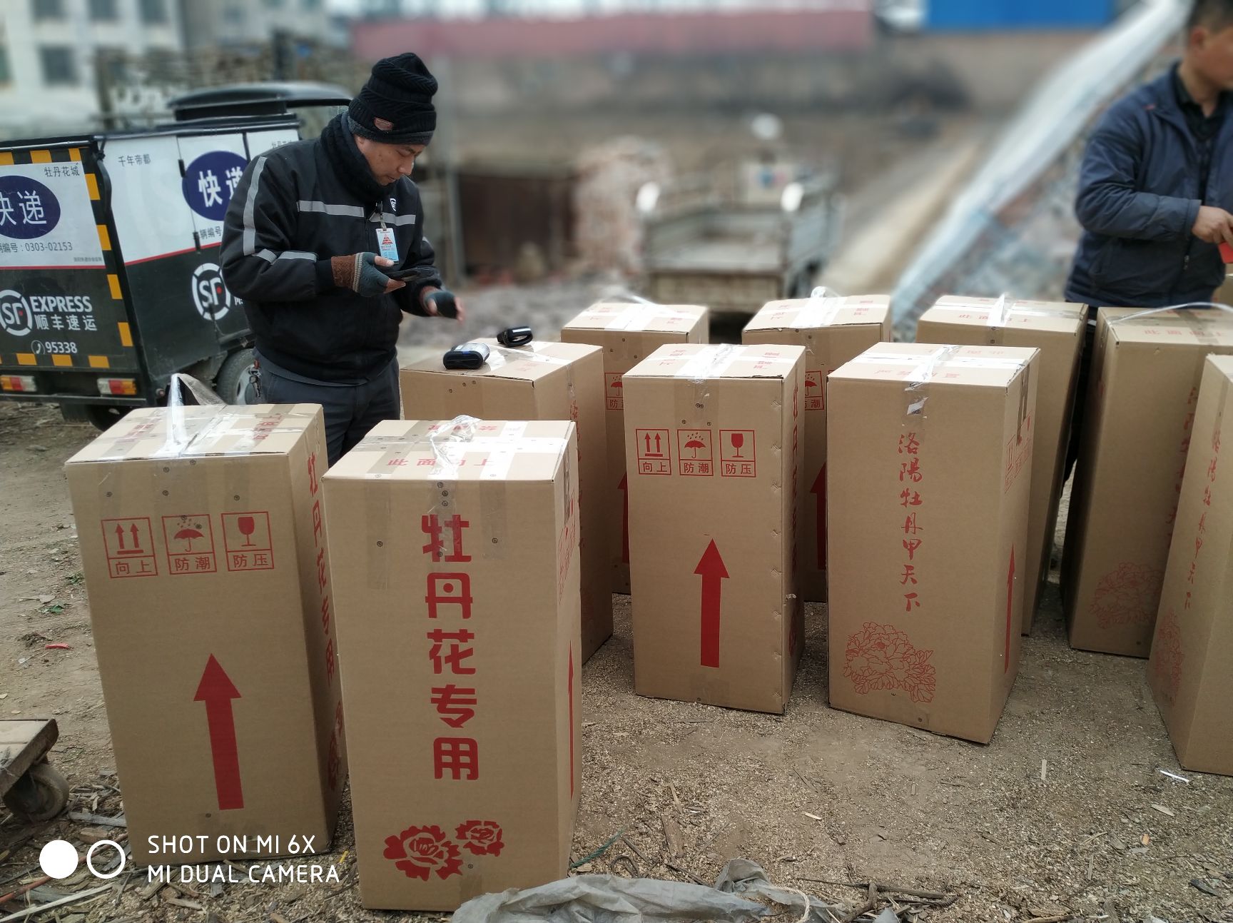  年宵盆栽牡丹春节开花礼品牡丹