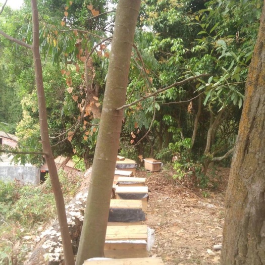 惠州 新鲜纯正鸭脚木冬蜂蜜